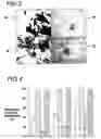 Fig. 04 - Method of protecting sensitive molecules from a photo-polymerizing environment