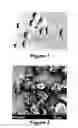 Fig. 02 - Method of preparing crosslinked collagen microspheres