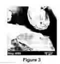 Fig. 03 - Method of preparing crosslinked collagen microspheres