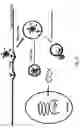 Fig. 04 - Liposome compositions