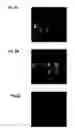 Fig. 04 - Potassium niobate deposited body and method for manufacturing the same, piezoelectric thin film resonator, frequency filter, oscillator, electronic circuit, and electronic apparatus