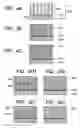 Fig. 04 - Structure and process for production thereof