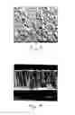 Fig. 04 - Solid oxide fuel cell electrolyte and method