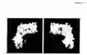 Fig. 06 - Methods and compositions for treatment of viral lnfection
