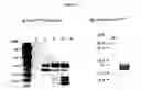Fig. 14 - Methods for detecting endocrine cancer