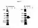 Fig. 18 - Methods for detecting endocrine cancer