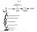Fig. 24 - Methods for detecting endocrine cancer