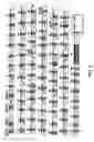 Fig. 03 - Rapid direct sequence analysis of multi-exon genes