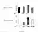 Fig. 09 - Method of diagnosis of type 2 diabetes and early onset thereof