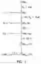 Fig. 02 - Mutant DNA polymerases and methods of use