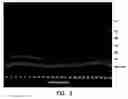 Fig. 04 - Mutant DNA polymerases and methods of use