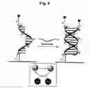 Fig. 05 - Electrocatalytic nucleic acid hybridization detection