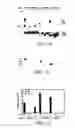 Fig. 02 - Assays for detecting small nuclear ribonucleoprotein particle assembly and survival of motor neurons activity