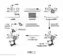 Fig. 03 - Assays for detecting small nuclear ribonucleoprotein particle assembly and survival of motor neurons activity