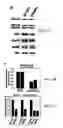 Fig. 07 - Assays for detecting small nuclear ribonucleoprotein particle assembly and survival of motor neurons activity
