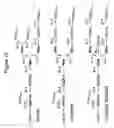 Fig. 11 - Antigen binding molecules directed to MCSP and having increased Fc receptor binding affinity and effector function
