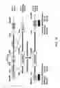 Fig. 02 - TEX14 compositions and modulators thereof to alter intercellular bridge development and function