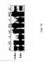 Fig. 03 - TEX14 compositions and modulators thereof to alter intercellular bridge development and function
