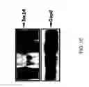 Fig. 04 - TEX14 compositions and modulators thereof to alter intercellular bridge development and function