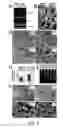 Fig. 07 - TEX14 compositions and modulators thereof to alter intercellular bridge development and function