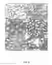 Fig. 13 - TEX14 compositions and modulators thereof to alter intercellular bridge development and function