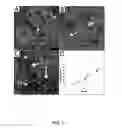Fig. 15 - TEX14 compositions and modulators thereof to alter intercellular bridge development and function
