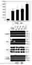 Fig. 09 - Methods and compositions for modulating Necdin function