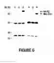 Fig. 09 - Novel receptor