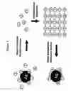 Fig. 02 - Protein scaffolds and uses thereof