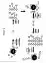 Fig. 03 - Protein scaffolds and uses thereof