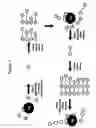 Fig. 04 - Protein scaffolds and uses thereof