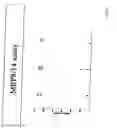 Fig. 07 - Use of a polypeptide for detecting, preventing or treating a pathological condition associated with a degenerative, neurological or autoimmune disease
