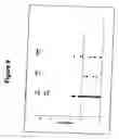 Fig. 10 - Use of a polypeptide for detecting, preventing or treating a pathological condition associated with a degenerative, neurological or autoimmune disease