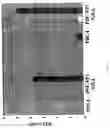 Fig. 09 - Transcription amplification system for molecular imaging