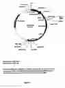 Fig. 07 - Extended cDNAs for secreted proteins
