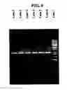 Fig. 07 - Method for producing recombinant human interferon alpha 2b polypeptide in pichia pastoris