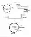 Fig. 02 - Process for producing glycoprotein composition