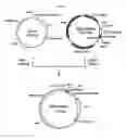 Fig. 03 - Process for producing glycoprotein composition