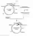 Fig. 04 - Process for producing glycoprotein composition