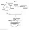 Fig. 08 - Process for producing glycoprotein composition