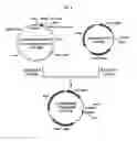 Fig. 09 - Process for producing glycoprotein composition