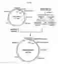 Fig. 21 - Process for producing glycoprotein composition