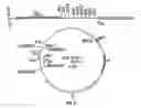Fig. 03 - Production of polyketides