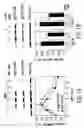 Fig. 02 - Regulation of neuronal function through metabotropic glutamate receptor signaling pathways