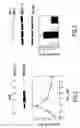 Fig. 03 - Regulation of neuronal function through metabotropic glutamate receptor signaling pathways