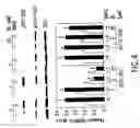 Fig. 04 - Regulation of neuronal function through metabotropic glutamate receptor signaling pathways
