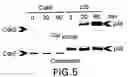 Fig. 05 - Regulation of neuronal function through metabotropic glutamate receptor signaling pathways