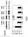 Fig. 10 - Regulation of neuronal function through metabotropic glutamate receptor signaling pathways