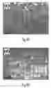 Fig. 09 - High sensitivity mechanical resonant sensor