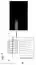 Fig. 116 - Devices and methods for magnetic enrichment of cells and other particles
